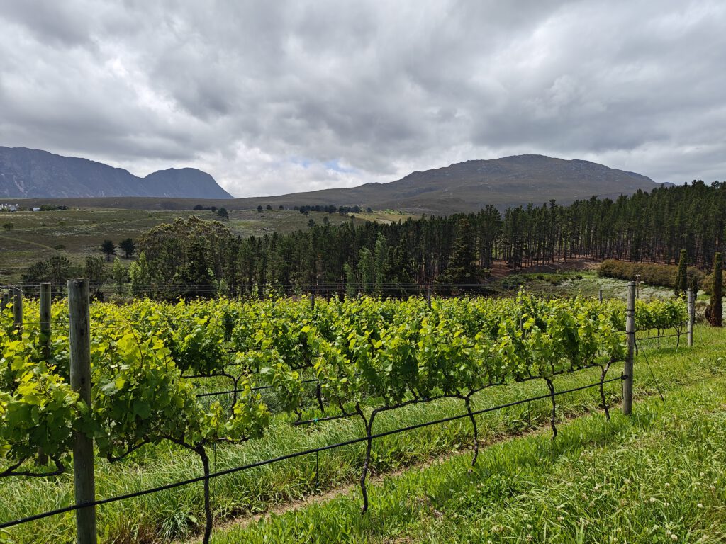 hamilton russell hemel-en-aarde vallei winery visit tasting tour vineyard view Zuid-Afrika