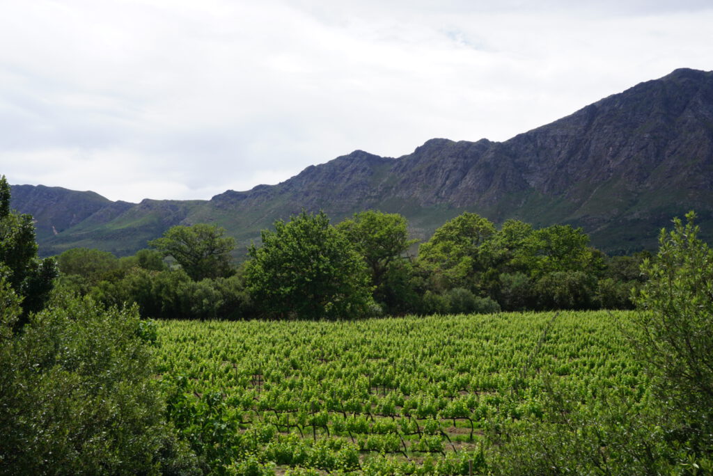 boekenhoutskloof vineyard tour winery franschhoek Zuid-Afrika