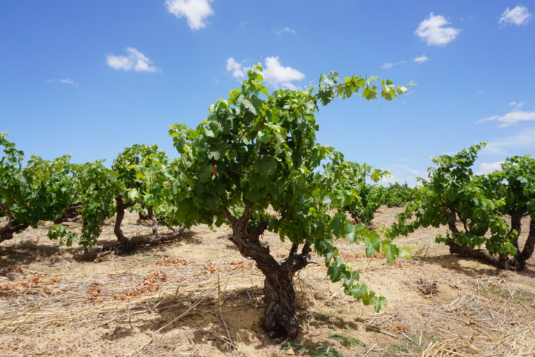 roodekrantz winery vineyard old bush vine chenin blanc Zuid-Afrika