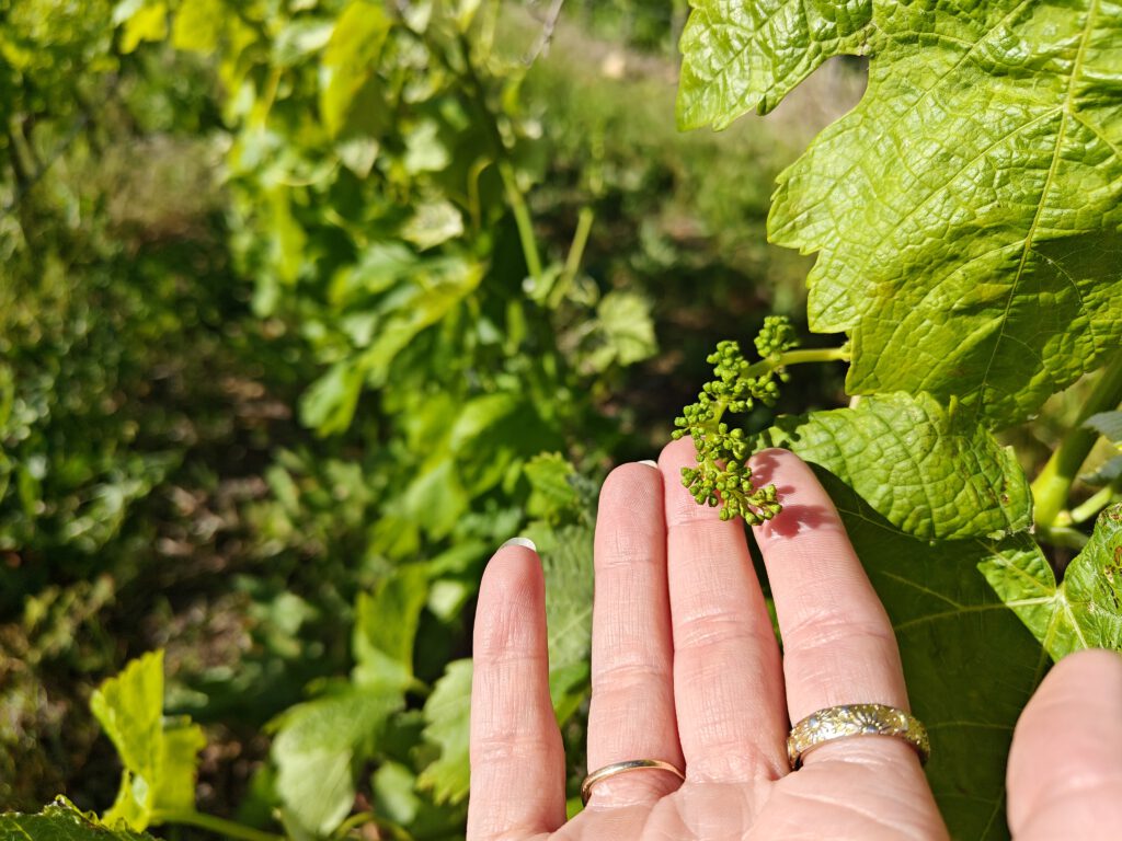 wine growing vineyard tour grapes Zuid-Afrika