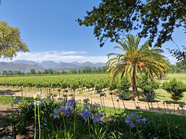 Allee Bleue Franschhoek vineyard view wine