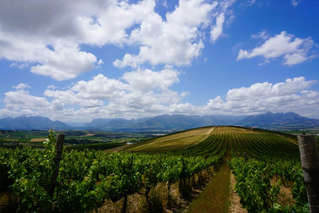 Reyneke winery visit vineyard tour Stellenbosch view