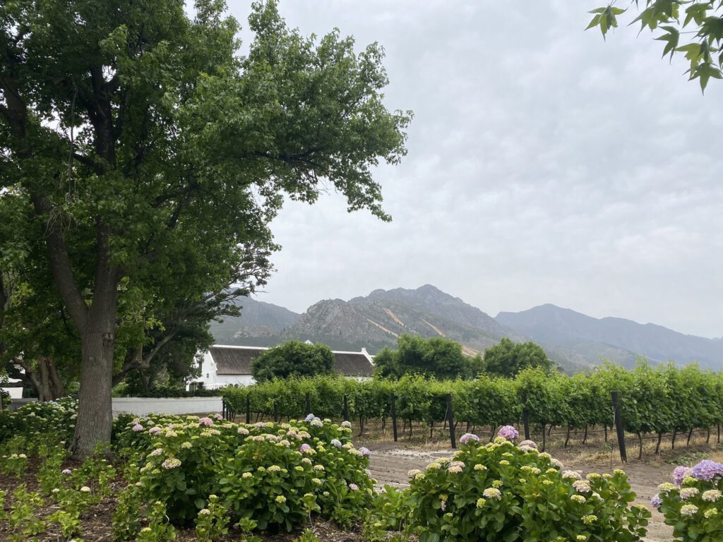 La Motte winery Franschhoek wine tasting vineyard view