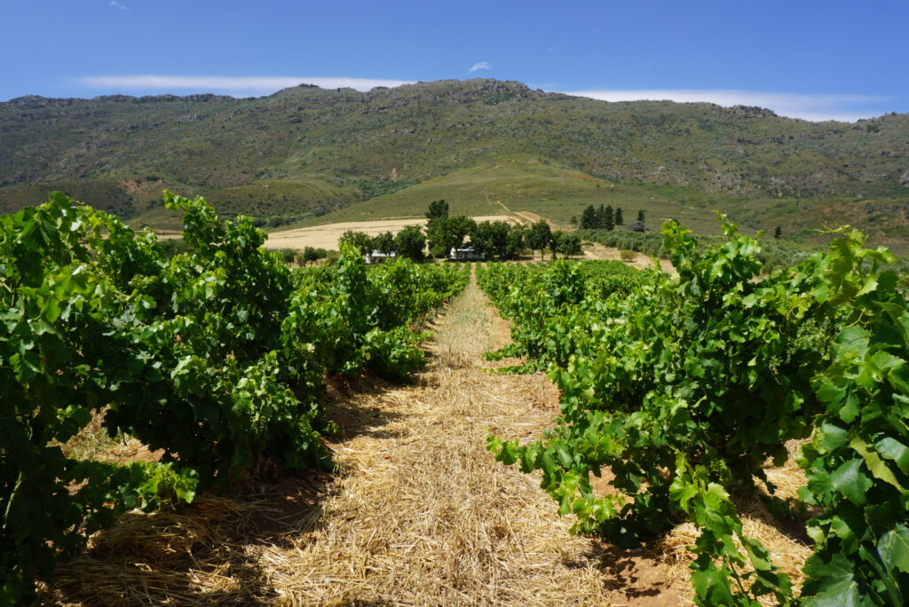 Mullineux Swartland winery Swartland Revolution South Africa wine vineyard