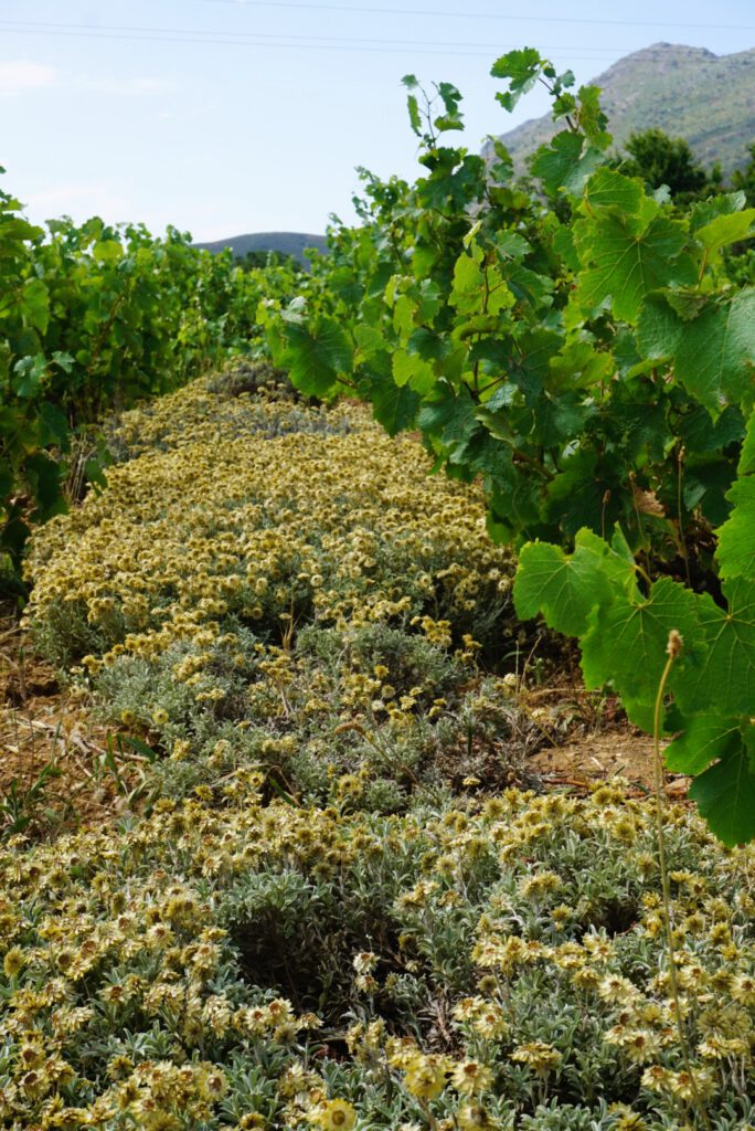 Mullineux Swartland winery Swartland Revolution South Africa wine vineyard view terroir flowers